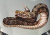 rattlesnake vinyl graphics on car hood